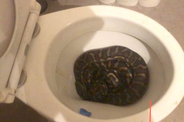 Man Discovers Wild Python Hiding in His Toilet Twice in One Week